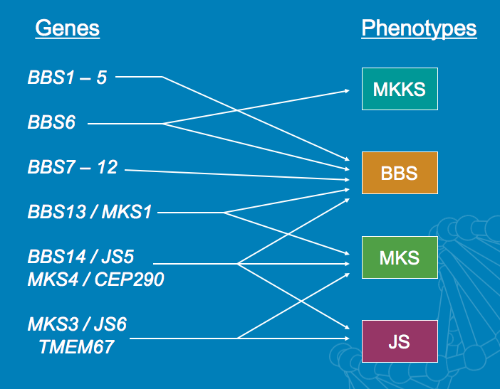 Genes and Phenotypes